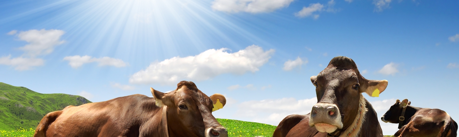 Landwirtschaft